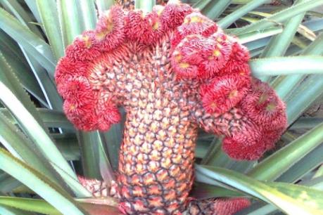 Giáp Tết, giá dứa tăng mạnh