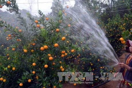 Quất cảnh chơi Tết được giá, nhà vườn sôi động
