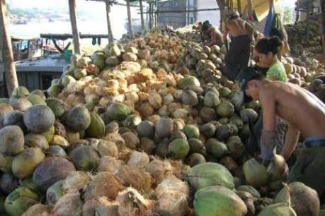 Trồng dừa uống nước cho thu nhập cao