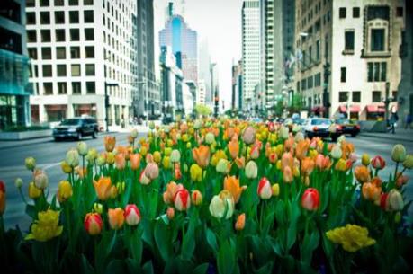 Mùa Xuân năm nay sẽ đến sớm với nước Mỹ