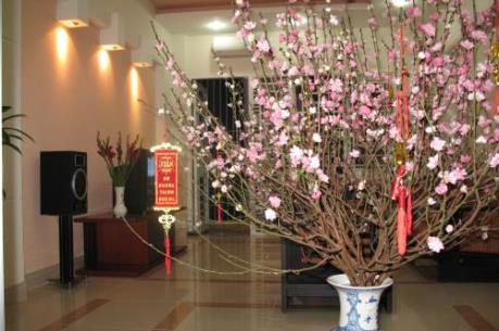 Hoa tết và thú chơi hoa đào tao nhã của người Hà Nội