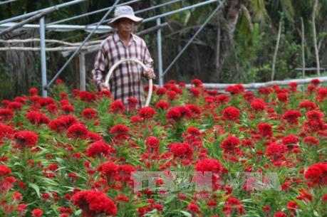 Hoa kiểng tết - thế mạnh nông nghiệp vùng ven thành phố Mỹ Tho