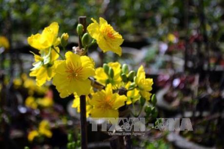 Vĩnh Long cung ứng trên 2.000 chậu mai vàng