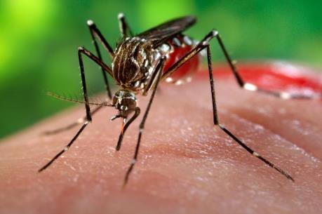 Công ty Ấn Độ tuyên bố phát triển vaccine ngừa Zika đầu tiên trên thế giới