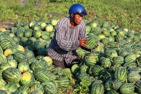Giá dưa hấu cận Tết tăng cao