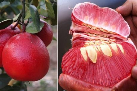 Bưởi Luận Văn - biểu tượng của may mắn, tài lộc