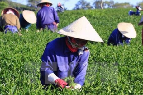 Người làm nên thương hiệu chè Mạc Điền