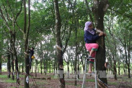 Thái Lan, Indonesia, Malaysia nhất trí giảm sản lượng mủ cao su xuất khẩu