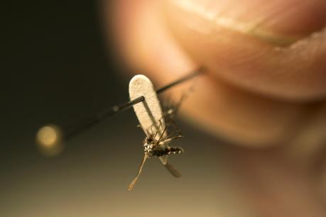 Virút Zika: Những điều cần biết