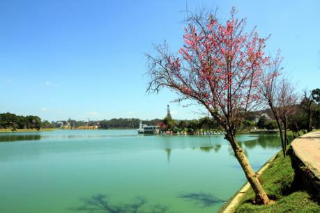 Người kỹ sư gốc Việt ước mơ phủ sắc anh đào bên Hồ Xuân Hương