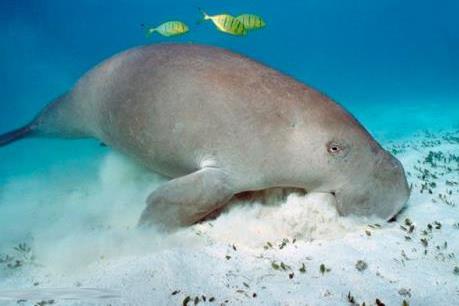 Đi tìm truyền thuyết giữa đại dương: Mỏi mắt tìm nàng tiên cá