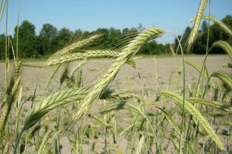 Nga sẽ trở thành cường quốc xuất khẩu ngũ cốc trong năm 2016