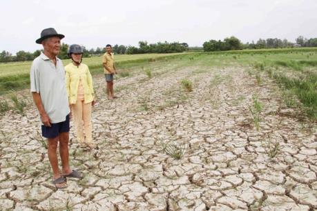 Lúa mất trắng vì hạn mặn - Cái giá về sự “xé rào” trong sản xuất