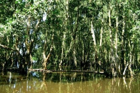 Giá gỗ tràm U Minh Hạ tăng mạnh