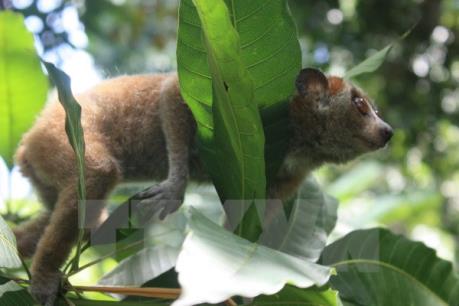 Tạm dừng cấp phép Công ước CITES với Lào