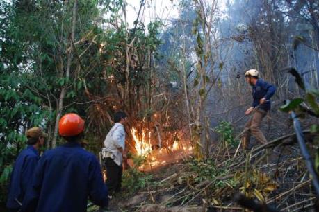 Cháy gần 30 ha rừng phòng hộ Dầu Tiếng trong những ngày nghỉ Tết