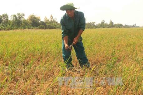 Mặn sẽ xâm nhập sâu nội đồng Tây Nam Bộ vào cuối tháng 2