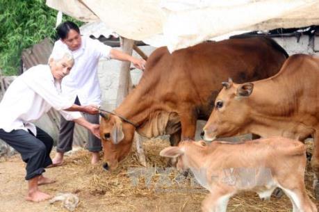 Đến năm 2020, giảm thiểu bệnh lở mồm long móng ở Việt Nam