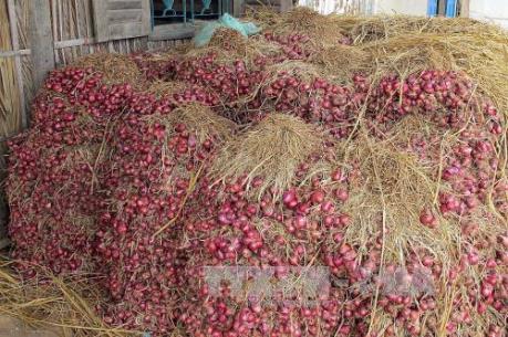 Hành tím Vĩnh Châu và “vết xe đổ” của niên vụ 2014-2015