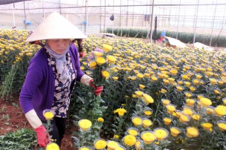 Hoa cúc Đà Lạt tăng giá