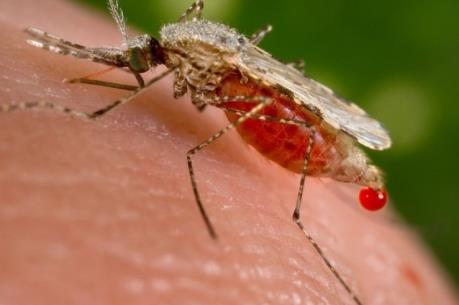 Nam Phi xác nhận ca nhiễm virus Zika đầu tiên