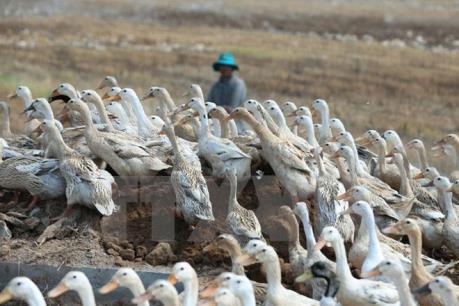 Cà Mau cảnh báo nguy cơ tái bùng phát dịch H5N1