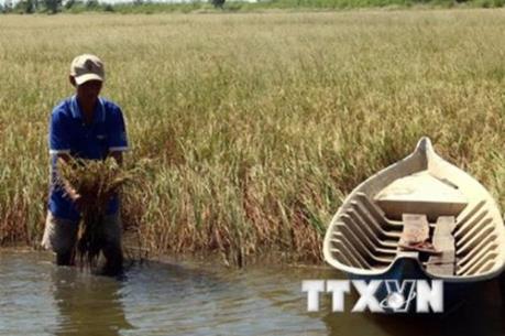 Mặn có thể xâm nhập sâu vào sông Hậu trên 70km