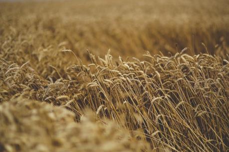 Nhìn lại thị trường nông sản Mỹ tuần qua