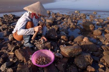 Nhọc nhằn nghề đập don biển tại Nam Định