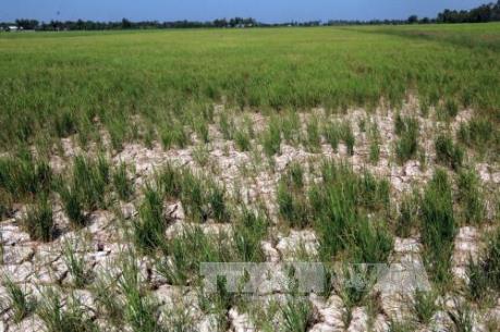 Hàng triệu người khốn đốn vì hạn mặn