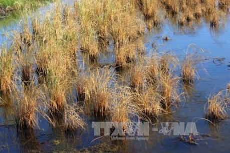 Hàng triệu người dân khốn đốn vì hạn, mặn: Đồng bộ giải pháp chống hạn mặn
