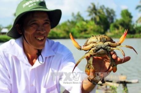 Giá cua Cà Mau tăng đột biến