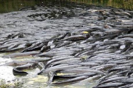 Người nuôi cá lóc ở Trà Vinh lỗ nặng do hạn mặn