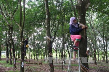 JICA giúp thành lập Trung tâm Khoa học và Công nghệ Cao su