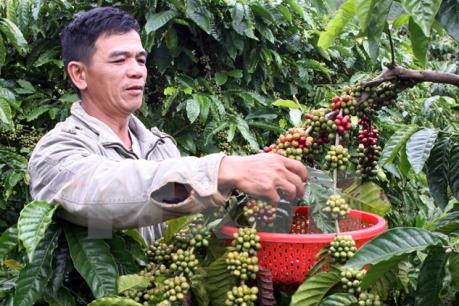 Kon Tum vẫn đủ nước tưới cho cây cà phê