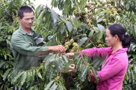 Lâm Đồng thay đổi cơ cấu cây trồng vật nuôi để tạo bứt phá