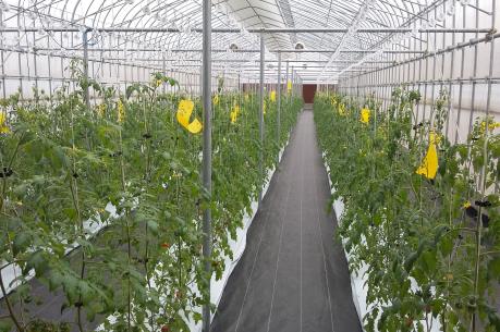 Tập đoàn FPT và Fujitsu hợp tác sản xuất rau áp dụng công nghệ thông tin