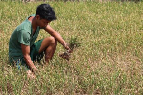 Ứng phó với hạn mặn