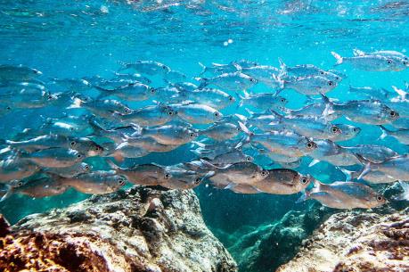 Vấn đề biến đổi khí hậu: Trái Đất ấm lên ảnh hưởng nguồn cá toàn cầu