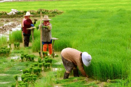 Thái Lan áp mức trần sản xuất gạo 26 triệu tấn năm 2016