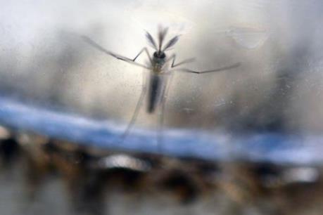 Nhật Bản hỗ trợ 1 triệu USD chống virus Zika tại Mỹ Latinh