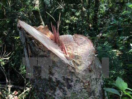 Tạm đình chỉ công tác 5 cán bộ Hạt Kiểm lâm Sơn Trà - Ngũ Hành Sơn