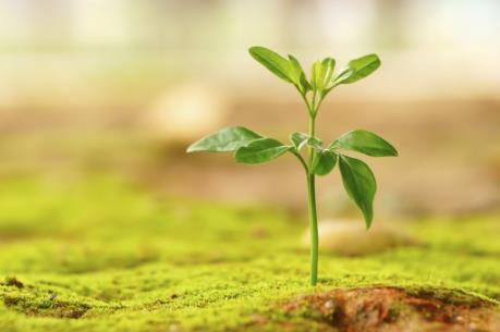 BIC: Đặt kế hoạch lợi nhuận trước thuế hợp nhất là 230 tỷ đồng