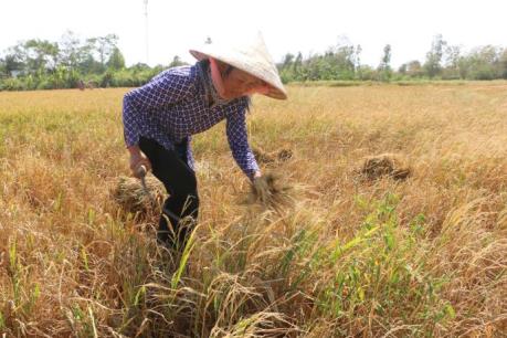 Hạn mặn ở Đồng bằng sông Cửu Long - Bài 4: Cần sớm thay đổi kỹ thuật canh tác