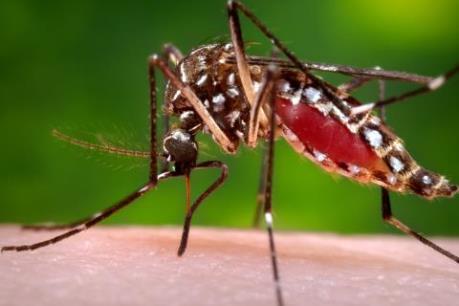 500 triệu người tại châu Mỹ có nguy cơ bị nhiễm virus Zika