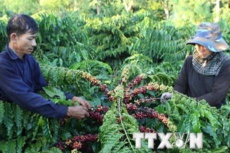 Giá cà phê tiếp tục tăng do hạn hán
