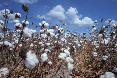 Giới phân tích dự báo đà đi lên của giá bông sẽ diễn ra chậm