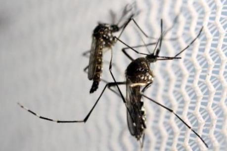 Tác động của virus Zika đối với nam giới