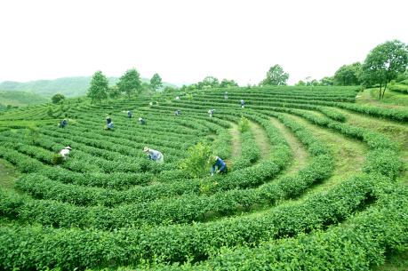 Chè Tam Đường hướng tới thị trường Nhật Bản