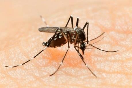 Phát hiện virus Zika trong muỗi thông thường